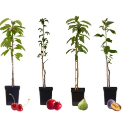 Fruitbomen - Mix Van 4 - Prunus - Pyrus - Malus - Pot 9Cm - Hoogte 60-70Cm-Brico Hot