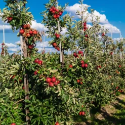 Fruitbomen - Mix Van 4 - Prunus - Pyrus - Malus - Pot 9Cm - Hoogte 60-70Cm-Brico Hot