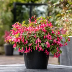 Fuchsia - Mix Van 6 - Sarah, Lady Thumb, Ricartonnii - Pot 9Cm - Hoogte 10-20Cm-Brico Online