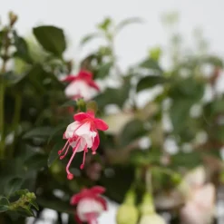 Fuchsia - Mix Van 6 - Sarah, Lady Thumb, Ricartonnii - Pot 9Cm - Hoogte 10-20Cm-Brico Online