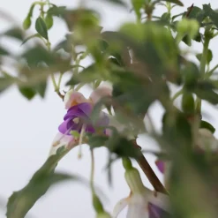 Fuchsia - Mix Van 6 - Sarah, Lady Thumb, Ricartonnii - Pot 9Cm - Hoogte 10-20Cm-Brico Online