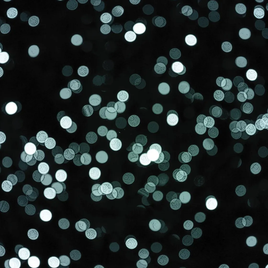 Glitters Additief Paillett' Zilver 50Gr-Brico Clearance