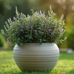 Hebe Pinguifolia - Mix Van 12 - Struikveronica - Pot 10.5Cm - Hoogte 15-20Cm-Brico Best