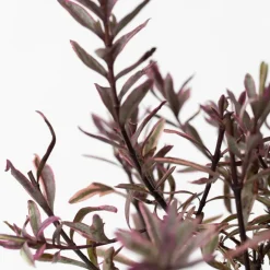 Hebe Pinguifolia - Mix Van 12 - Struikveronica - Pot 10.5Cm - Hoogte 15-20Cm-Brico Best