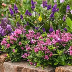 Hebe Pinguifolia - Mix Van 12 - Struikveronica - Pot 10.5Cm - Hoogte 15-20Cm-Brico Best