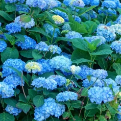 Hydrangea Macrophylla - Blauw - Set Van 3 - Hortensia - Pot 9Cm - Hoogte 25-40Cm-Brico Sale