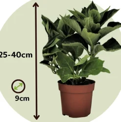 Hydrangea Macrophylla - Blauw - Set Van 3 - Hortensia - Pot 9Cm - Hoogte 25-40Cm-Brico Sale