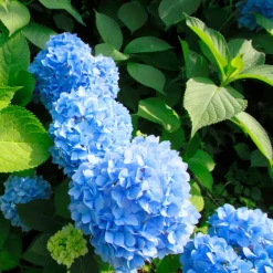 Hydrangea Macrophylla - Blauw - Set Van 3 - Hortensia - Pot 9Cm - Hoogte 25-40Cm-Brico Sale