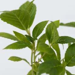 Hydrangea Macrophylla - Blauw - Set Van 3 - Hortensia - Pot 9Cm - Hoogte 25-40Cm-Brico Sale