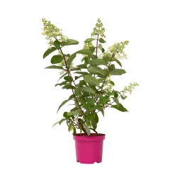 Hydrangea 'Pinky Winky' - Pluimhortensia - Pot 19Cm - Hoogte 25-40Cm-Brico Best