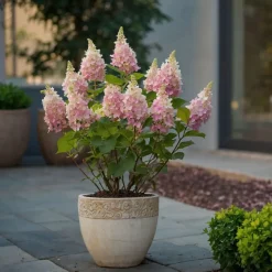 Hydrangea 'Pinky Winky' - Pluimhortensia - Pot 19Cm - Hoogte 25-40Cm-Brico Best