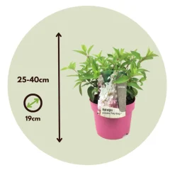 Hydrangea 'Pinky Winky' - Pluimhortensia - Pot 19Cm - Hoogte 25-40Cm-Brico Best
