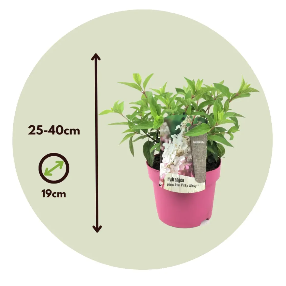 Hydrangea 'Pinky Winky' - Pluimhortensia - Pot 19Cm - Hoogte 25-40Cm-Brico Best