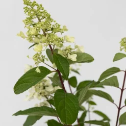 Hydrangea 'Pinky Winky' - Pluimhortensia - Pot 19Cm - Hoogte 25-40Cm-Brico Best