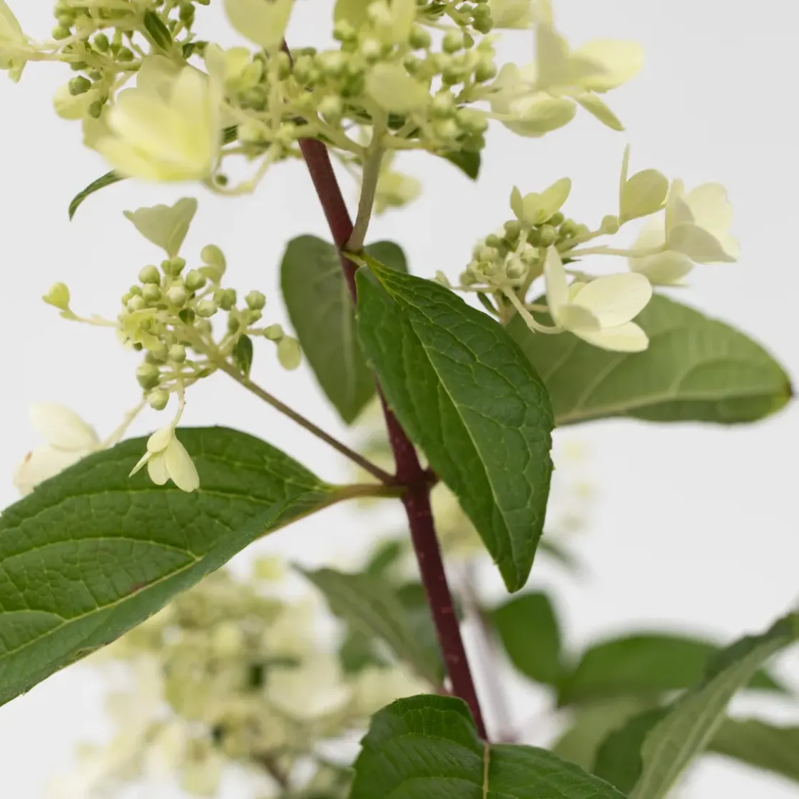 Hydrangea 'Pinky Winky' - Pluimhortensia - Pot 19Cm - Hoogte 25-40Cm-Brico Best