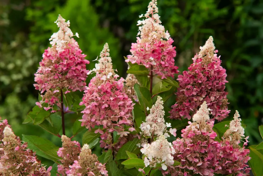 Hydrangea 'Pinky Winky' - Pluimhortensia - Pot 19Cm - Hoogte 25-40Cm-Brico Best
