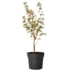 Japanese Maple 'Taylor' - "Limited Edition" - Pot 19Cm - Hoogte 50-60Cm-Brico Hot