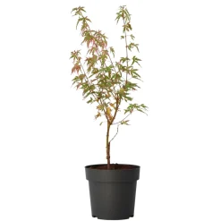 Japanese Maple 'Taylor' - "Limited Edition" - Pot 19Cm - Hoogte 50-60Cm-Brico Hot