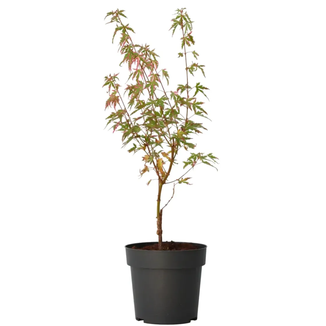 Japanese Maple 'Taylor' - "Limited Edition" - Pot 19Cm - Hoogte 50-60Cm-Brico Hot