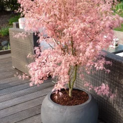 Japanese Maple 'Taylor' - "Limited Edition" - Pot 19Cm - Hoogte 50-60Cm-Brico Hot