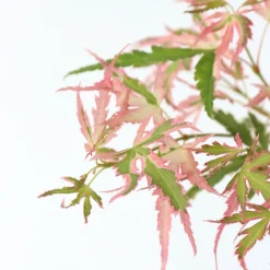 Japanese Maple 'Taylor' -
