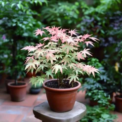 Japanese Maple 'Taylor' -