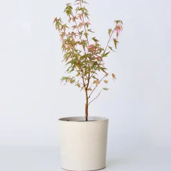 Japanese Maple 'Taylor' -