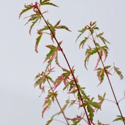 Japanese Maple 'Taylor' - Set Van 2 - Esdoorn - Pot 19Cm - Hoogte 50-60Cm-Brico Online