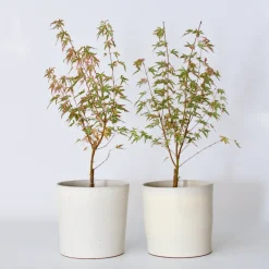 Japanese Maple 'Taylor' - Set Van 2 - Esdoorn - Pot 19Cm - Hoogte 50-60Cm-Brico Online
