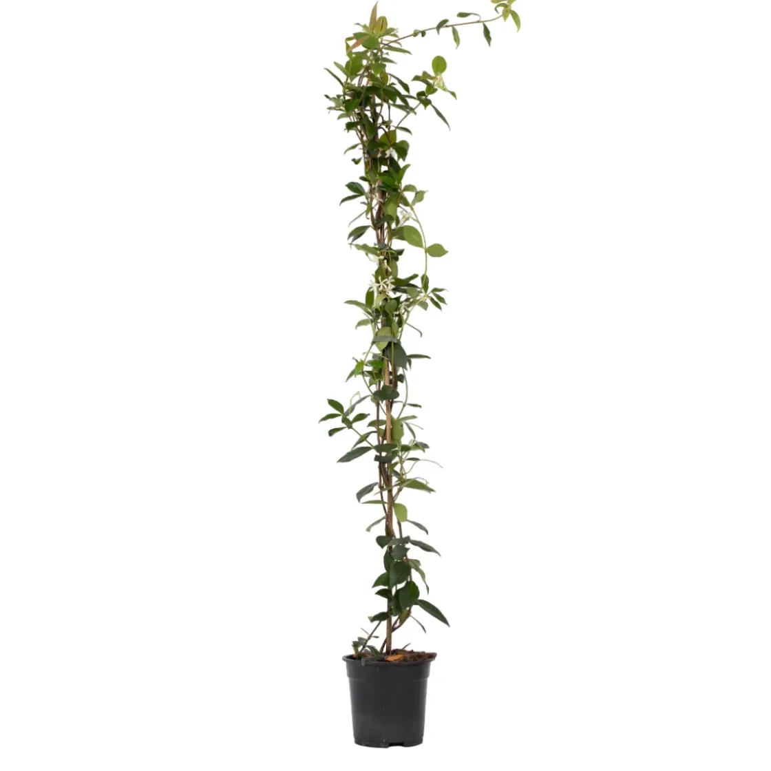 Jasmijn Xl - Klimplant - Pot 17Cm - Hoogte 110-120Cm-Brico Clearance