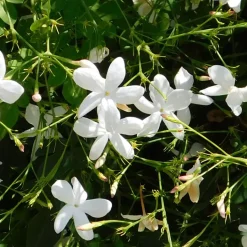 Jasmijn Xl - Klimplant - Pot 17Cm - Hoogte 110-120Cm-Brico Clearance