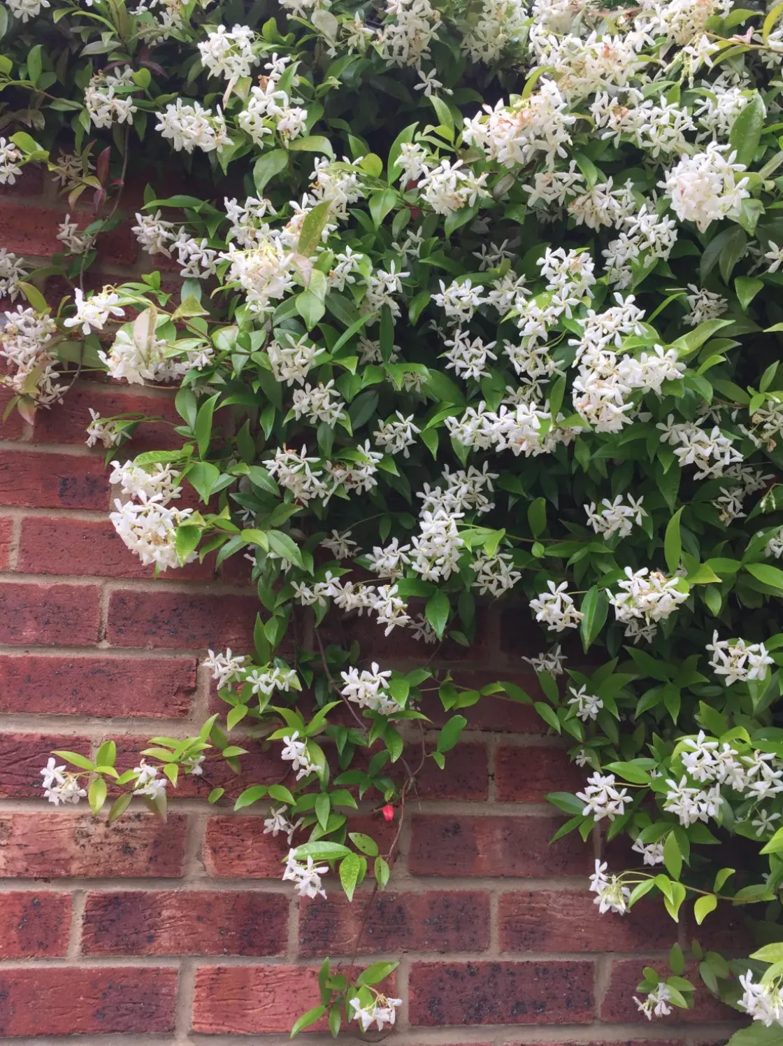 Jasmijn Xl - Klimplant - Pot 17Cm - Hoogte 110-120Cm-Brico Clearance