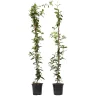 Jasmijn Xl - Set Van 2 - Klimplant - Pot 17Cm - Hoogte 110-120Cm-Brico Online