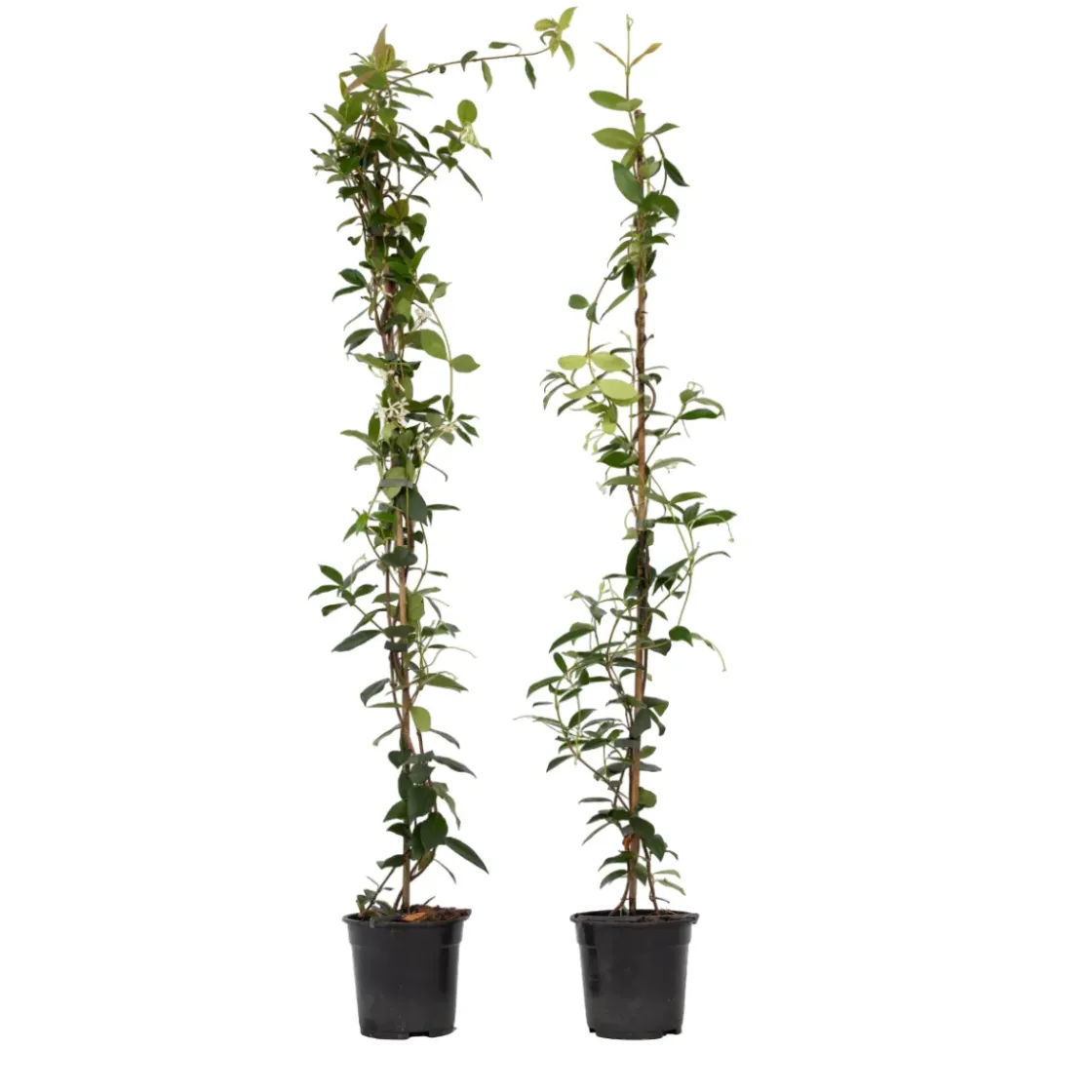 Jasmijn Xl - Set Van 2 - Klimplant - Pot 17Cm - Hoogte 110-120Cm-Brico Online