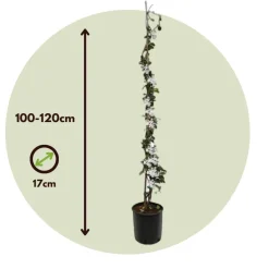 Jasmijn Xl - Set Van 2 - Klimplant - Pot 17Cm - Hoogte 110-120Cm-Brico Online