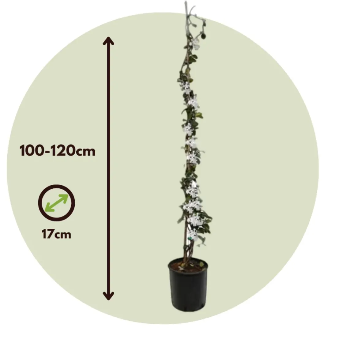 Jasmijn Xl - Set Van 2 - Klimplant - Pot 17Cm - Hoogte 110-120Cm-Brico Online