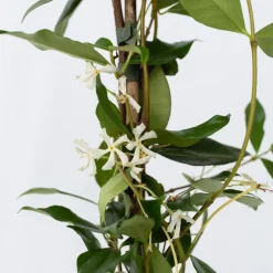 Jasmijn Xl - Set Van 2 - Klimplant - Pot 17Cm - Hoogte 110-120Cm-Brico Online