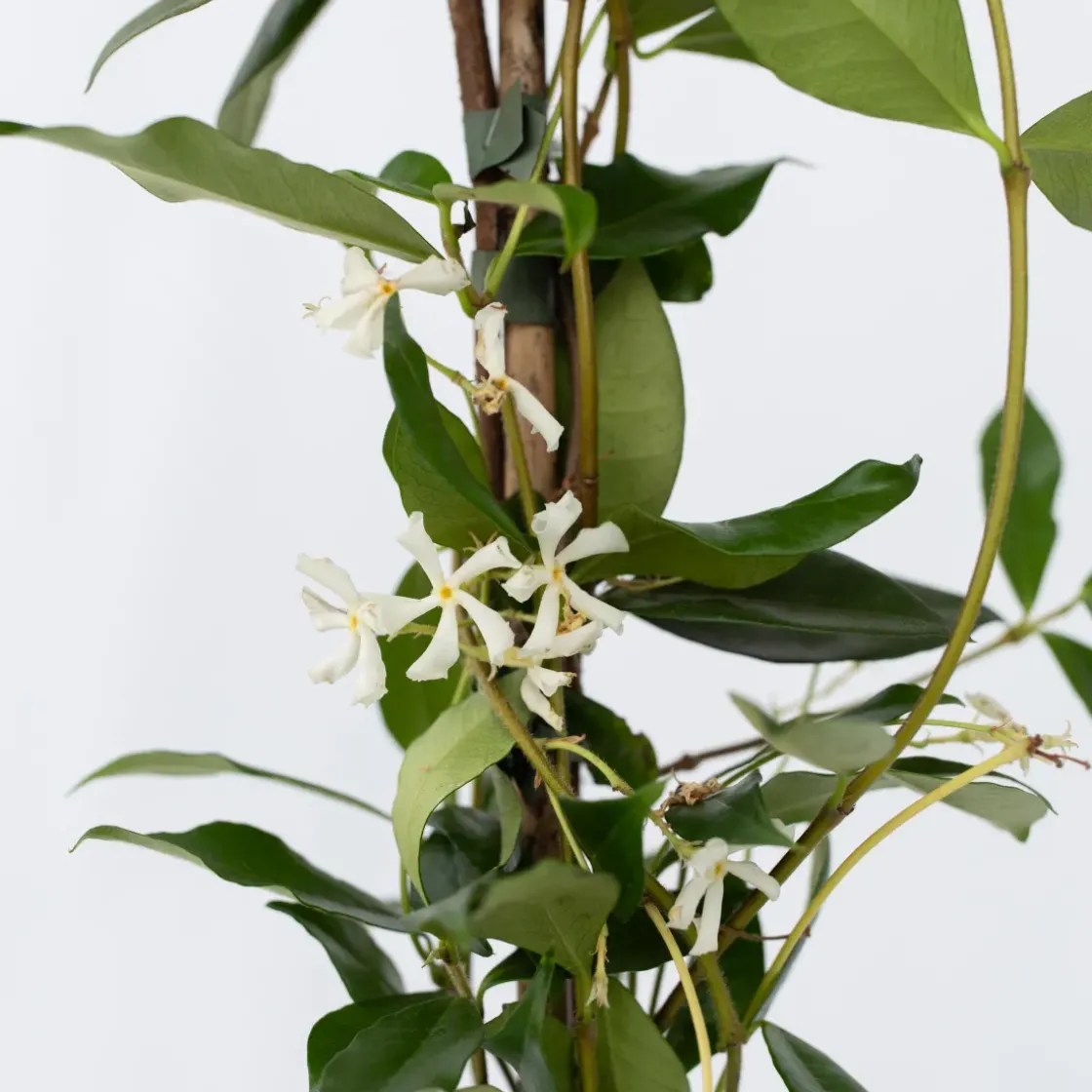 Jasmijn Xl - Set Van 2 - Klimplant - Pot 17Cm - Hoogte 110-120Cm-Brico Online