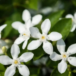 Jasmijn Xl - Set Van 2 - Klimplant - Pot 17Cm - Hoogte 110-120Cm-Brico Online