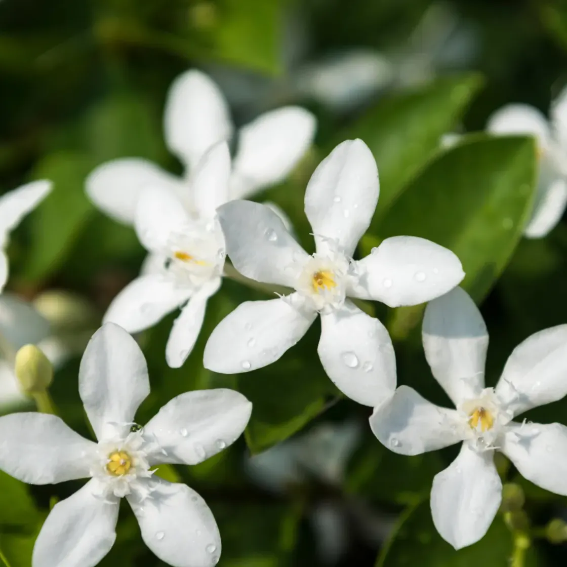 Jasmijn Xl - Set Van 2 - Klimplant - Pot 17Cm - Hoogte 110-120Cm-Brico Online