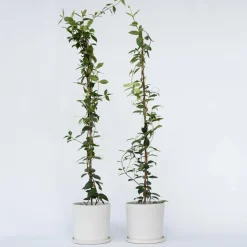 Jasmijn Xl - Set Van 2 - Klimplant - Pot 17Cm - Hoogte 110-120Cm-Brico Online
