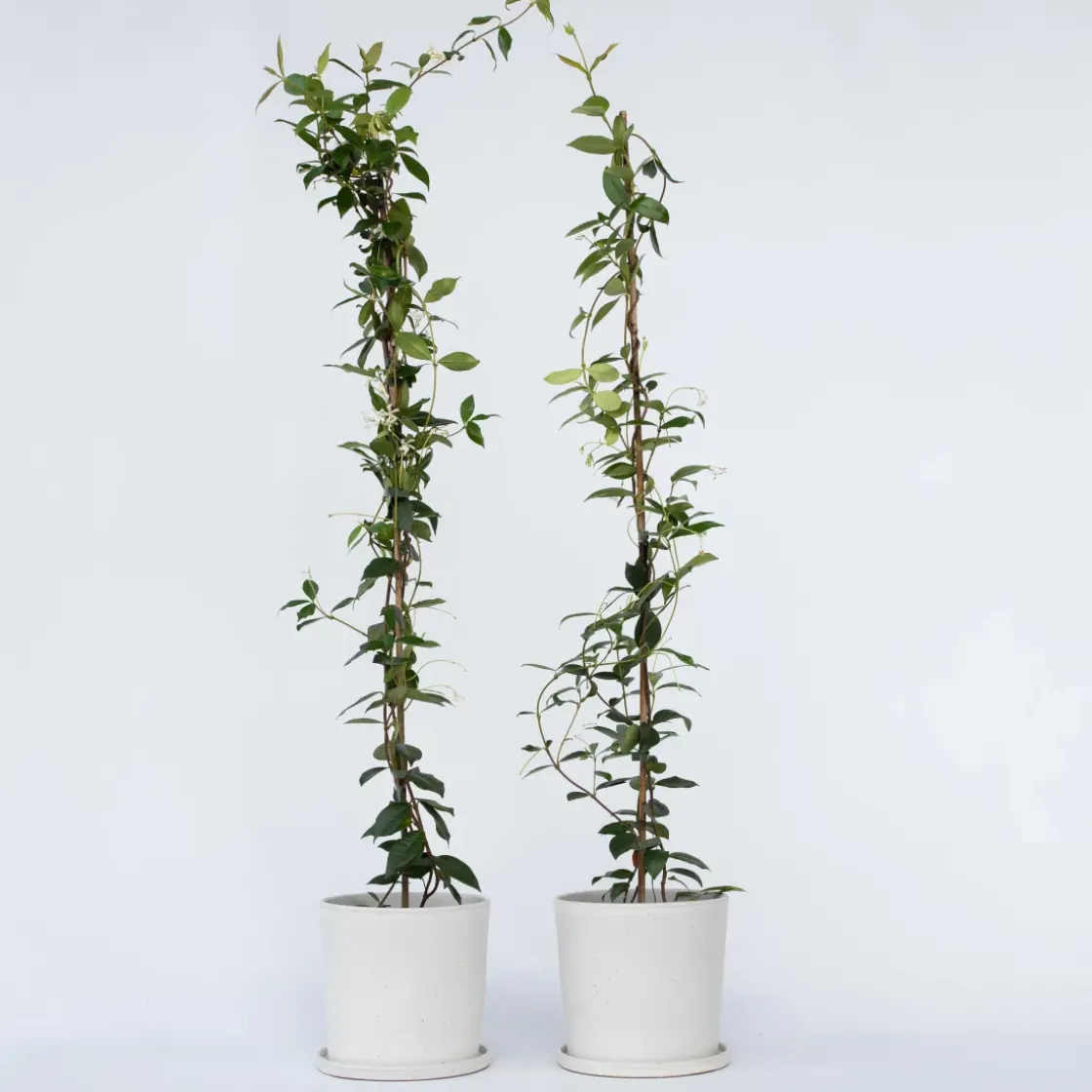 Jasmijn Xl - Set Van 2 - Klimplant - Pot 17Cm - Hoogte 110-120Cm-Brico Online