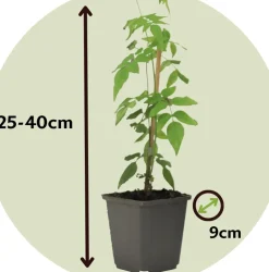 Jasminoides Officinale - Set Van 3 - Wit - Jasmijn - Pot 9Cm - Hoogte 25-40Cm-Brico Discount