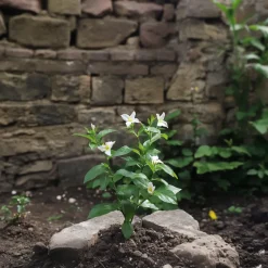 Jasminoides Officinale - Set Van 3 - Wit - Jasmijn - Pot 9Cm - Hoogte 25-40Cm-Brico Discount