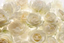 Komar Fotobehang Shalimar-Brico Best