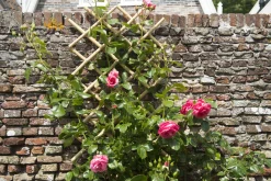 Brico Nature Bamboeklimrek 70X180Cm Sale