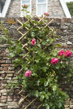 Brico Nature Bamboeklimrek 45X180Cm