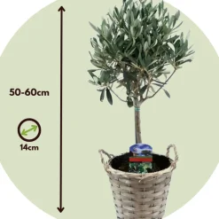 Olea Europaea - Set Van 2 - Olijfboom Stam In Mand - Pot 14Cm - Hoogte 45-55Cm-Brico Sale