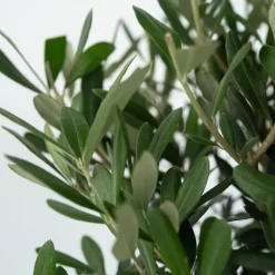 Olea Europaea - Set Van 2 - Olijfboom Stam In Mand - Pot 14Cm - Hoogte 45-55Cm-Brico Sale