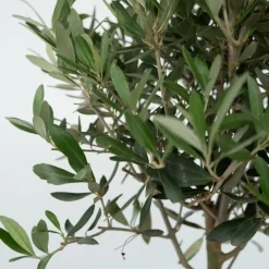 Olea Europaea - Set Van 2 - Olijfboom Stam In Mand - Pot 14Cm - Hoogte 45-55Cm-Brico Sale